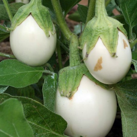 Eierfrucht