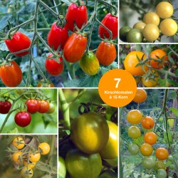 Aktionsset Tomaten 2